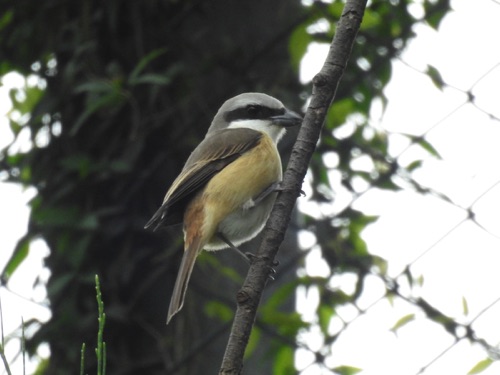 Brown Shrike